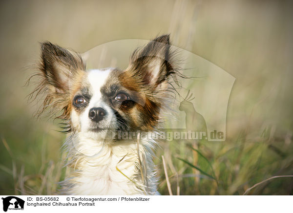 Langhaarchihuahua Portrait / longhaired Chihuahua Portrait / BS-05682