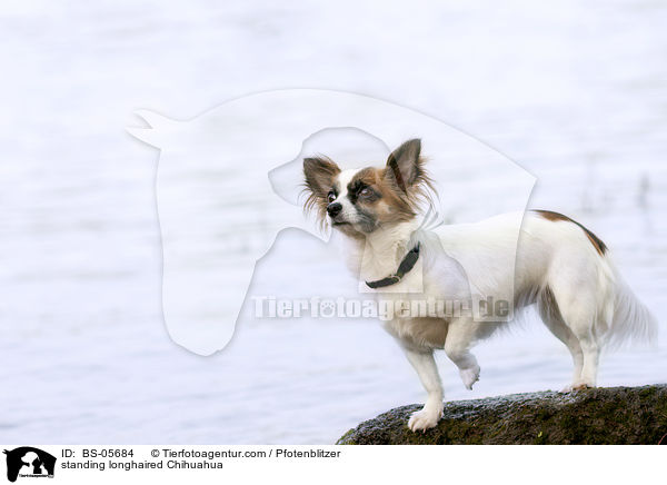 stehender Langhaarchihuahua / standing longhaired Chihuahua / BS-05684