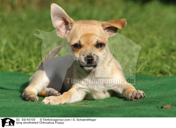 liegender Kurzhaarchihuahua Welpe / lying shorthaired Chihuahua Puppy / SS-40105