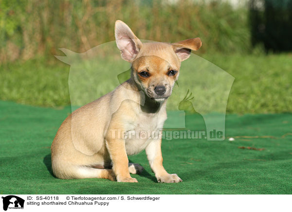 sitzender Kurzhaarchihuahua Welpe / sitting shorthaired Chihuahua Puppy / SS-40118