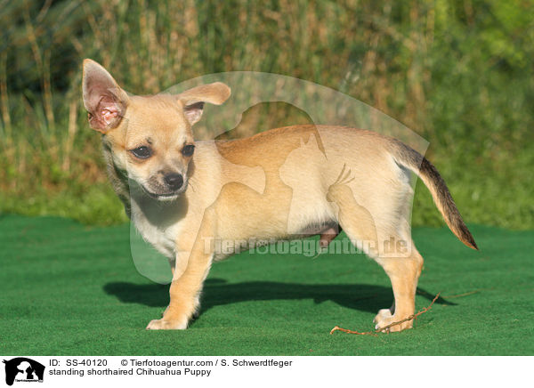 stehender Kurzhaarchihuahua Welpe / standing shorthaired Chihuahua Puppy / SS-40120