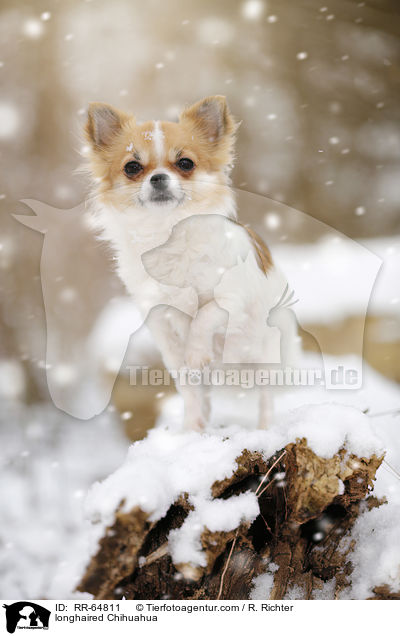 longhaired Chihuahua / RR-64811