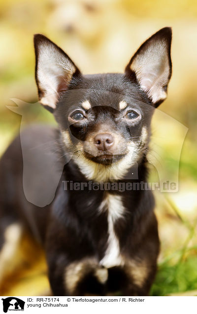 young Chihuahua / RR-75174