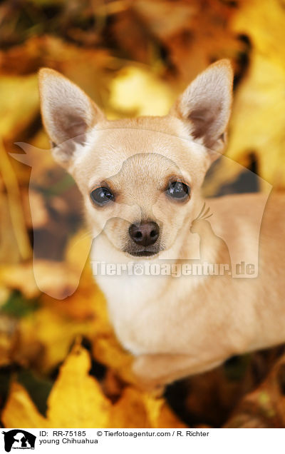 young Chihuahua / RR-75185