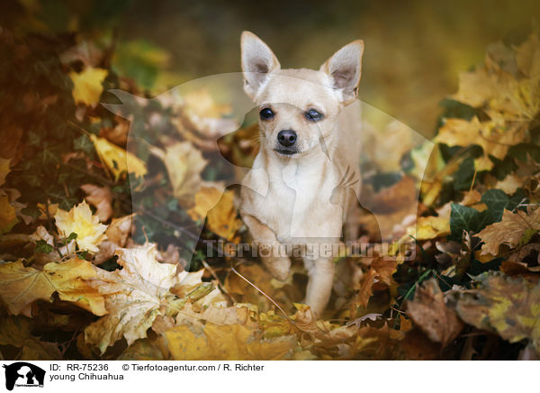 young Chihuahua / RR-75236