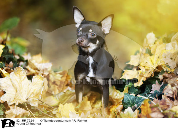 young Chihuahua / RR-75241