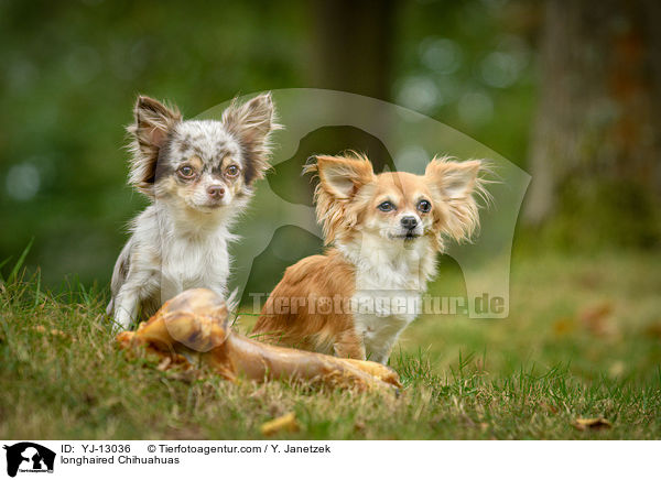 longhaired Chihuahuas / YJ-13036