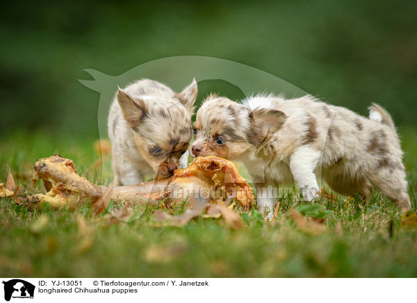 longhaired Chihuahua puppies / YJ-13051