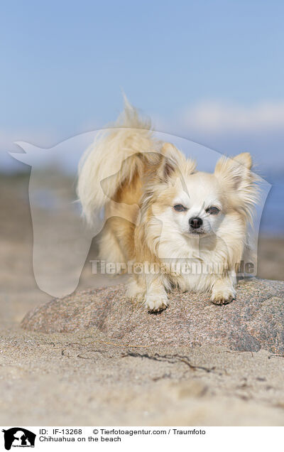 Chihuahua on the beach / IF-13268