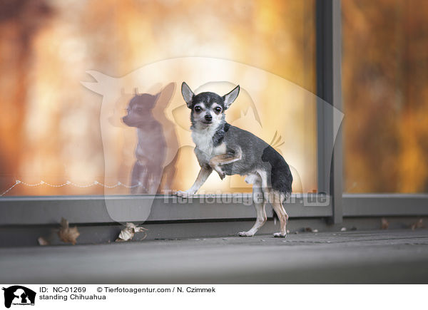 stehender Chihuahua / standing Chihuahua / NC-01269