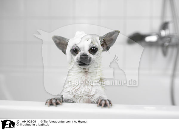 Chihuahua in a bathtub / AH-02309