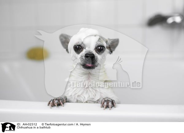 Chihuahua in a bathtub / AH-02312