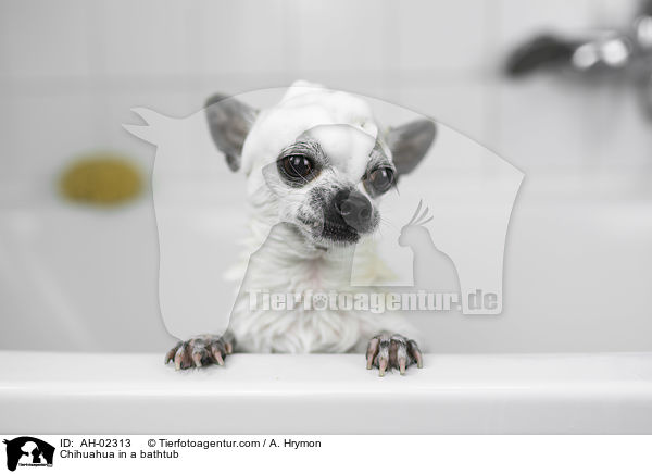Chihuahua in a bathtub / AH-02313