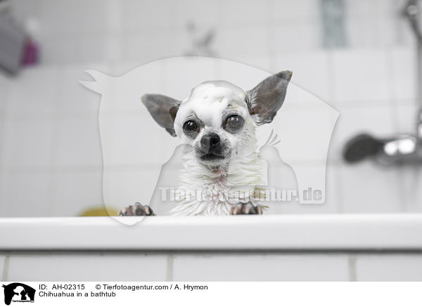 Chihuahua in a bathtub / AH-02315