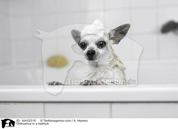 Chihuahua in a bathtub / AH-02316