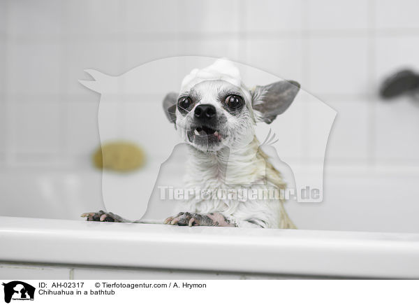 Chihuahua in a bathtub / AH-02317
