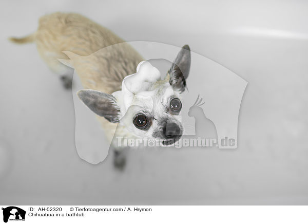 Chihuahua in a bathtub / AH-02320