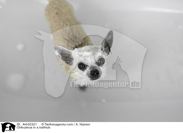 Chihuahua in a bathtub / AH-02321