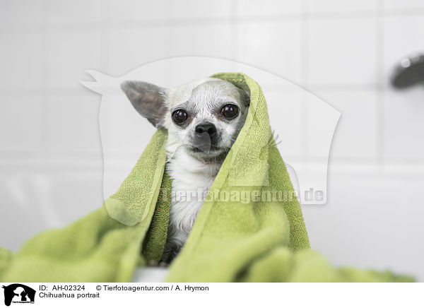 Chihuahua portrait / AH-02324