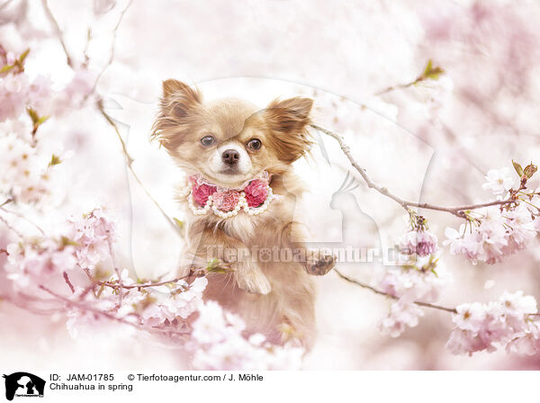 Chihuahua in spring / JAM-01785