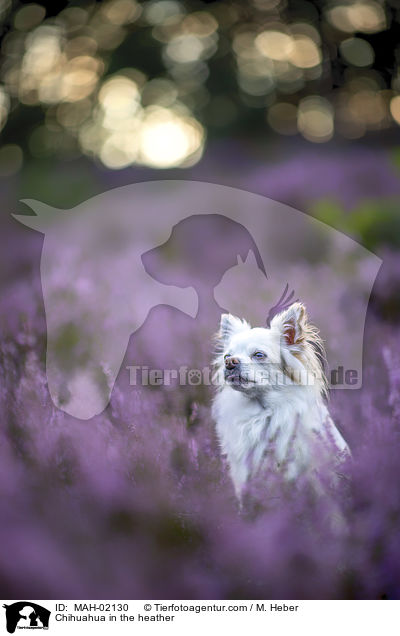 Chihuahua in the heather / MAH-02130