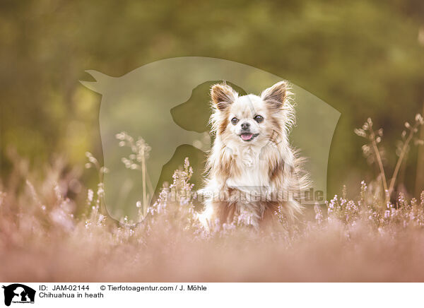 Chihuahua in heath / JAM-02144