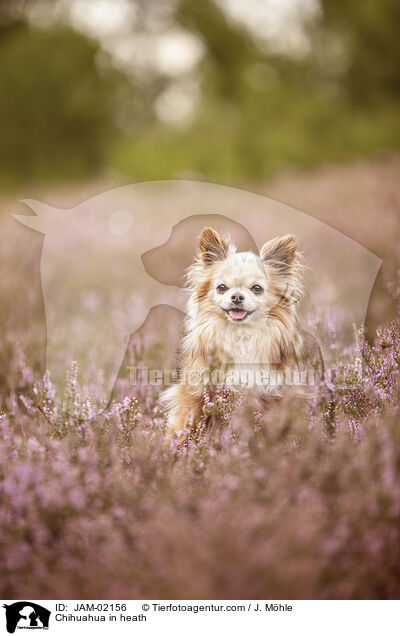 Chihuahua in heath / JAM-02156