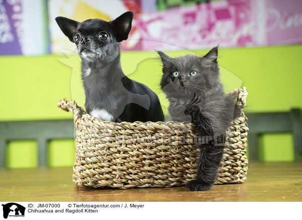 Chihuahua and Ragdoll Kitten / JM-07000