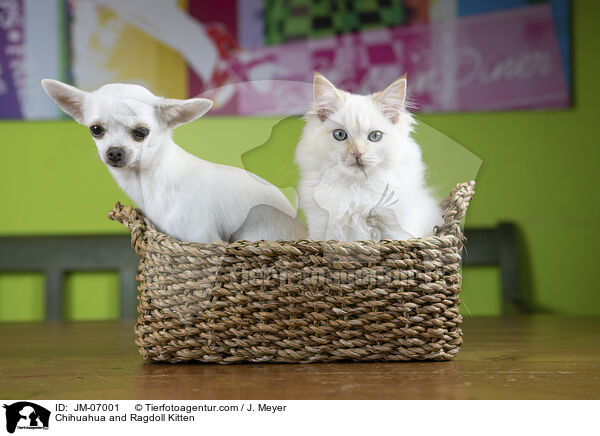 Chihuahua and Ragdoll Kitten / JM-07001