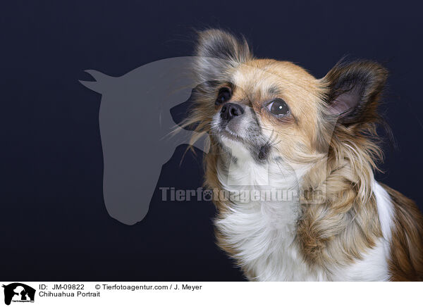 Chihuahua Portrait / JM-09822