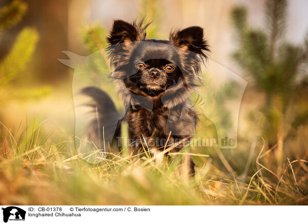 longhaired Chihuahua / CB-01378