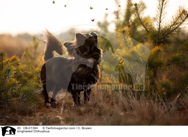 longhaired Chihuahua / CB-01384