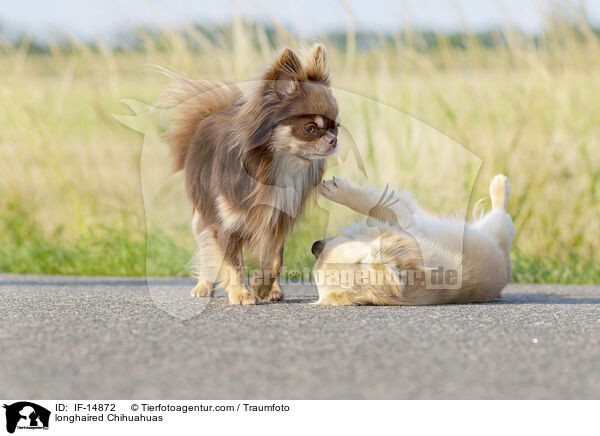 longhaired Chihuahuas / IF-14872