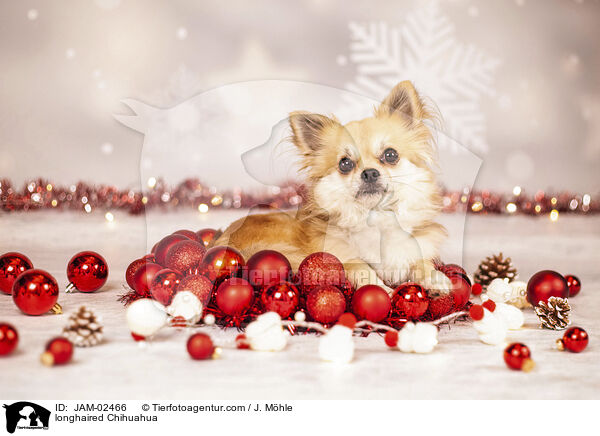 longhaired Chihuahua / JAM-02466