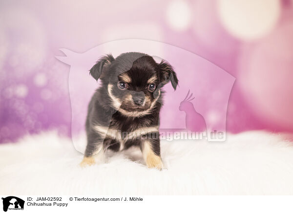 Chihuahua Puppy / JAM-02592