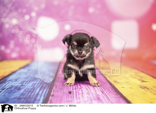 Chihuahua Puppy / JAM-02615