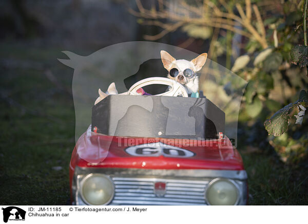 Chihuahua in car / JM-11185