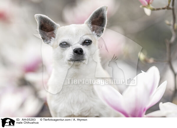 male Chihuahua / AH-05283