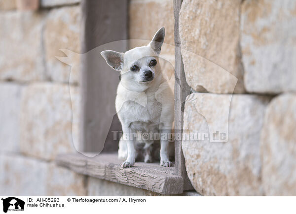 Chihuahua Rde / male Chihuahua / AH-05293