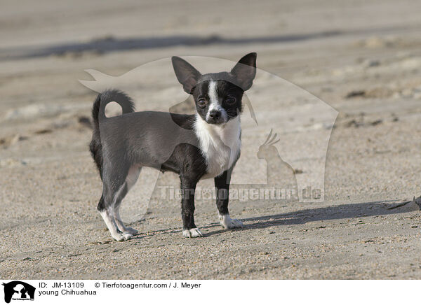 young Chihuahua / JM-13109