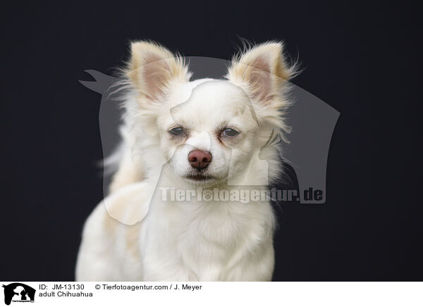 adult Chihuahua / JM-13130