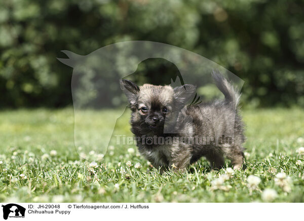 Chihuahua Puppy / JH-29048