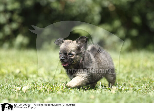 Chihuahua Puppy / JH-29049