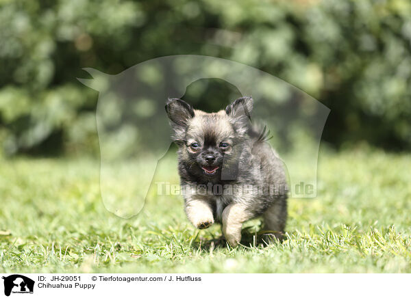 Chihuahua Puppy / JH-29051