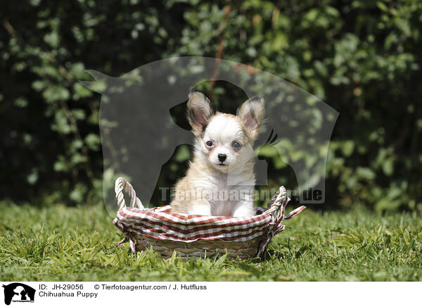 Chihuahua Puppy / JH-29056