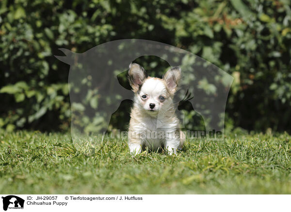 Chihuahua Puppy / JH-29057