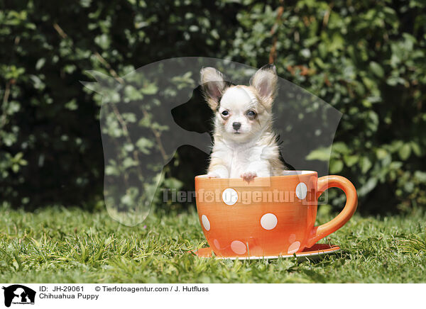 Chihuahua Puppy / JH-29061