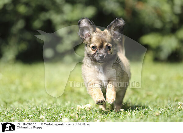 Chihuahua Puppy / JH-29065