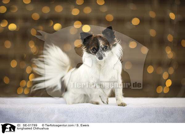 Langhaarchihuahua / longhaired Chihuahua / SE-01789
