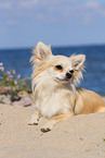 lying longhaired Chihuahua